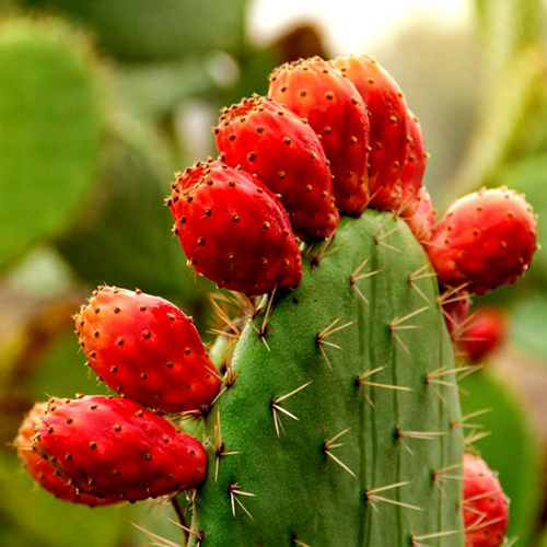 The prickly pear is one of the most versatile plants.