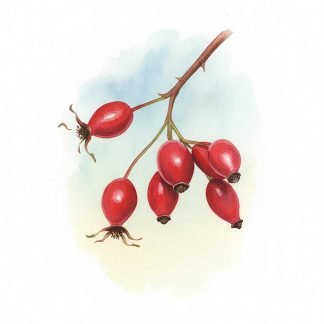 Rosehip Oil