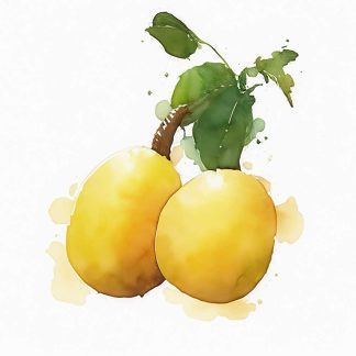 Marula Seed Oil