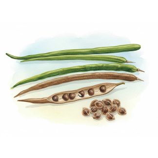 Moringa Oil